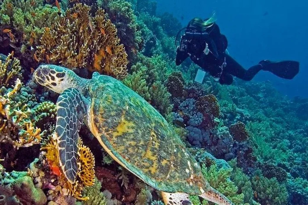 Scuba Diving Tour in El Gouna