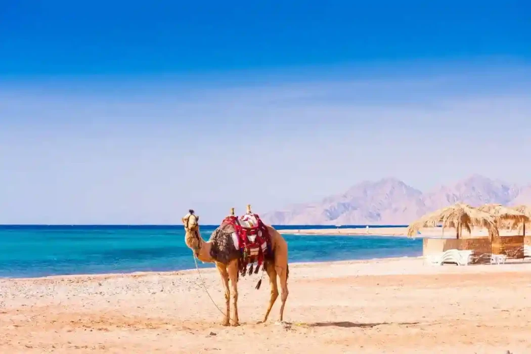 3 Days to Cairo and Farafra from Hurghada