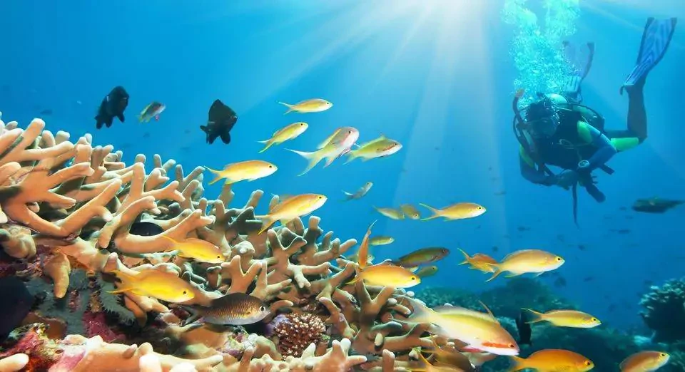 Tour de buceo en Hurghada