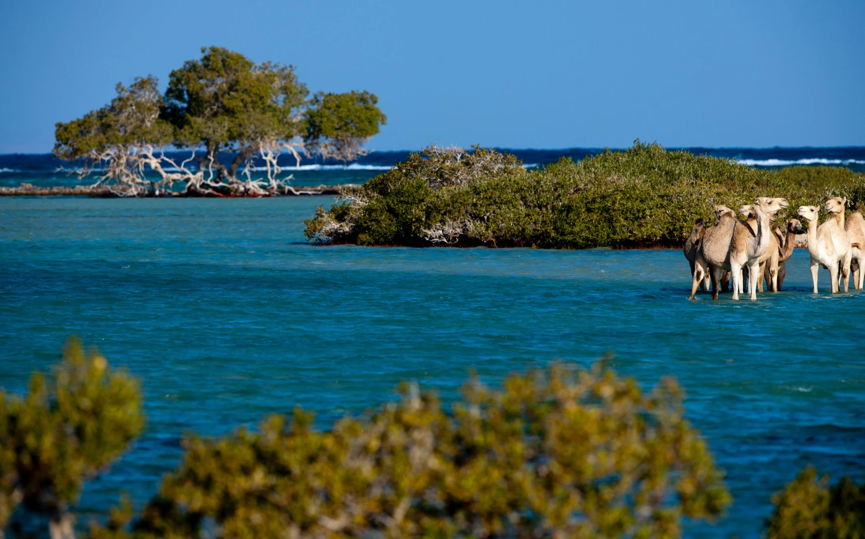 Wadi El Gemal Safari from Marsa Alam