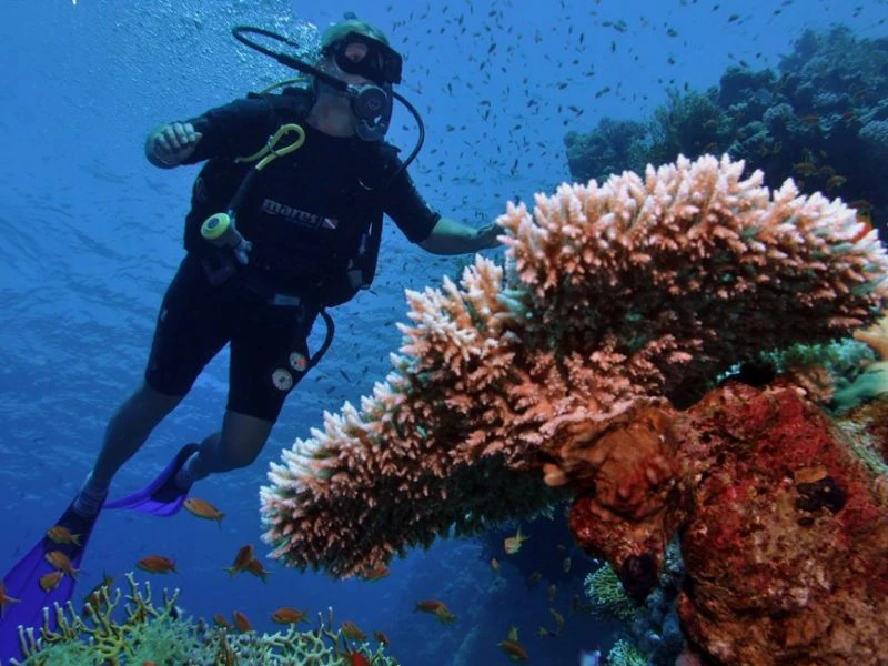 Excursión de buceo nocturna en Sataya Dolphin Reef desde Marsa Alam