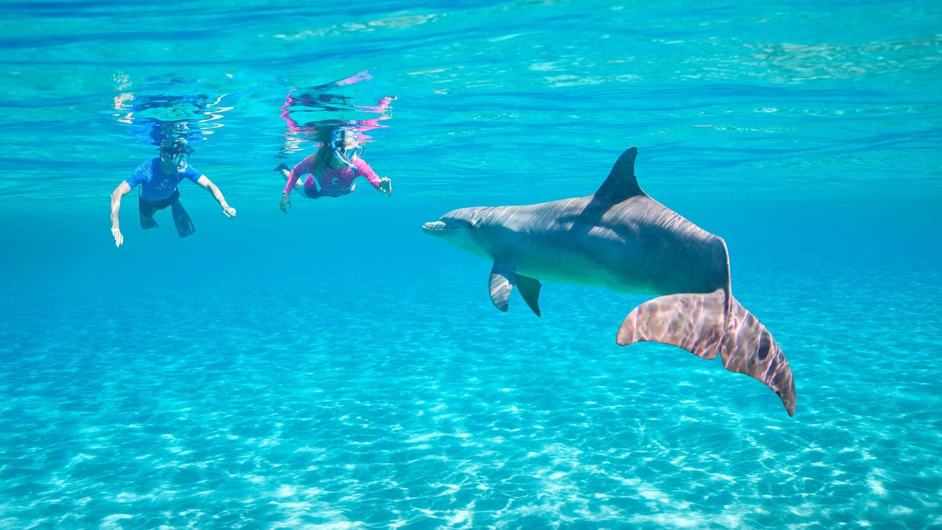 Snorkeling trip at Sataya Dolphin Reef from Marsa Alam