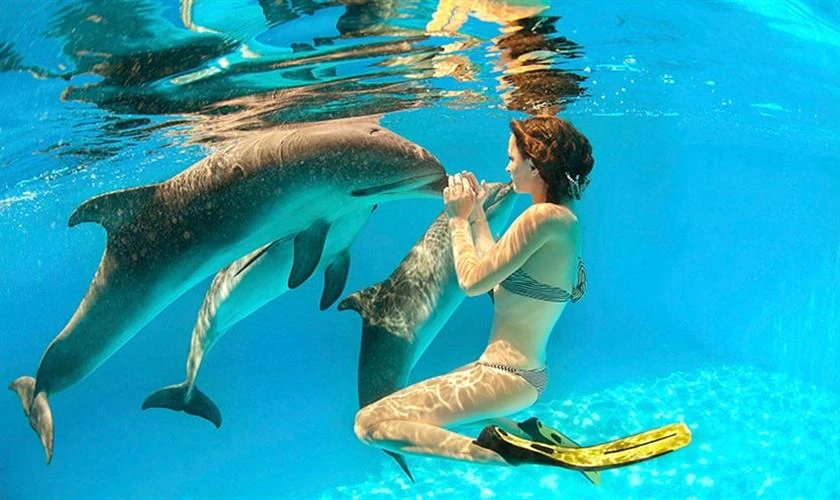 Snorkeling trip at Sataya Dolphin Reef from Marsa Alam