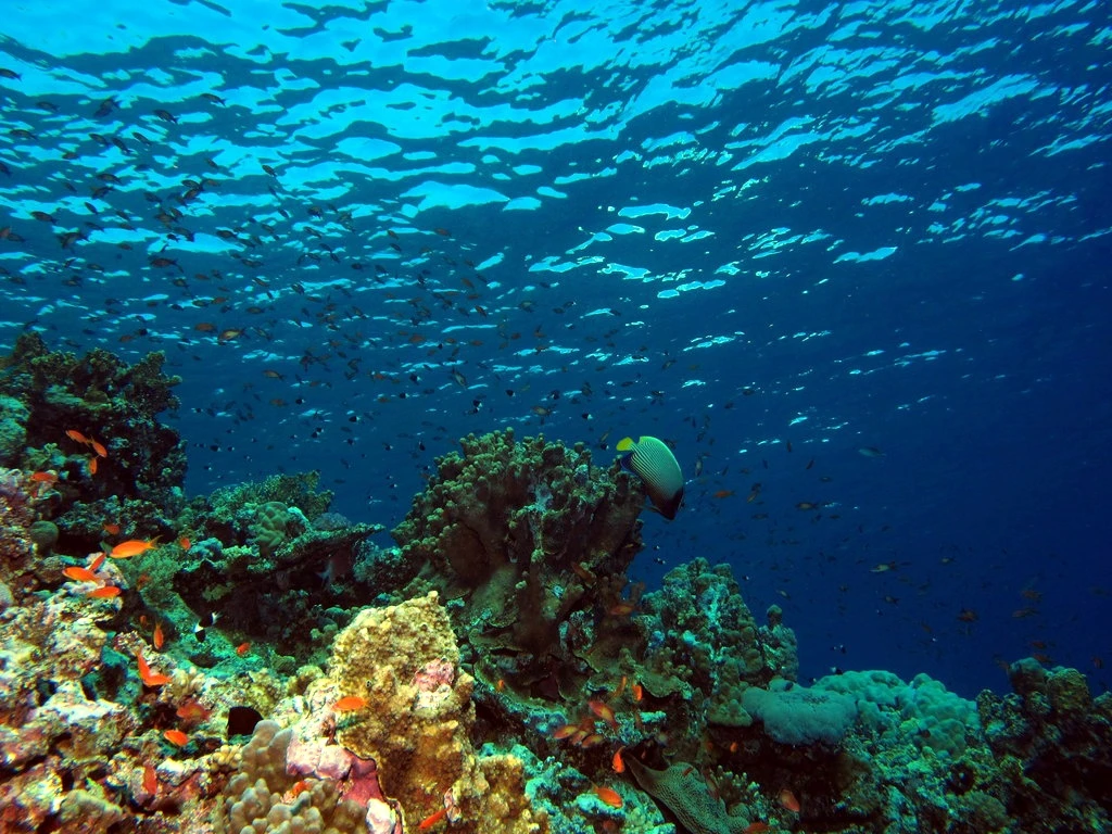 5 Days Diving Brothers, Daedalus and Elphinstone