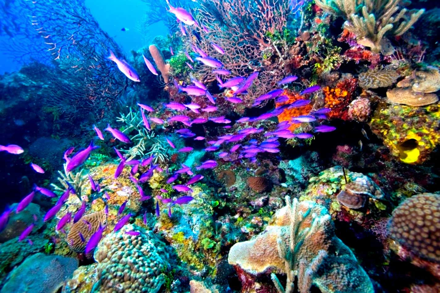 Strait of Tiran / Dahab