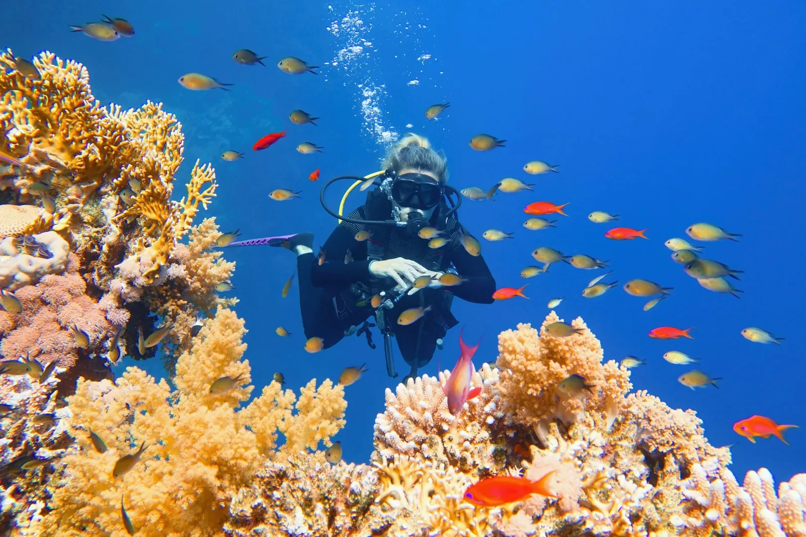 Red Sea Diving Safari