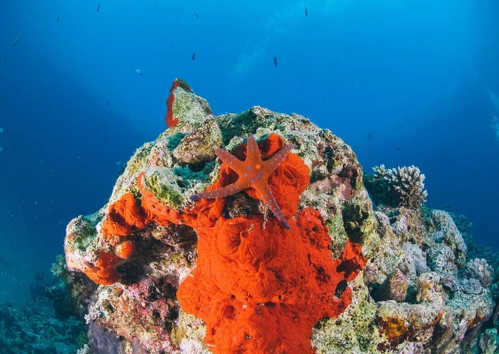 Sharm El Sheikh Day Tours