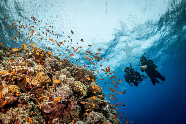 Diving Safari in Red Sea