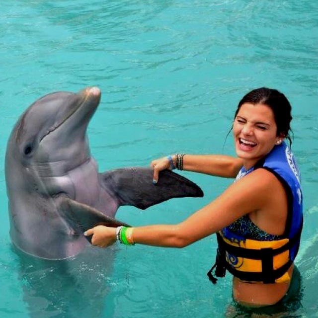 El espectáculo de delfines en Hurghada