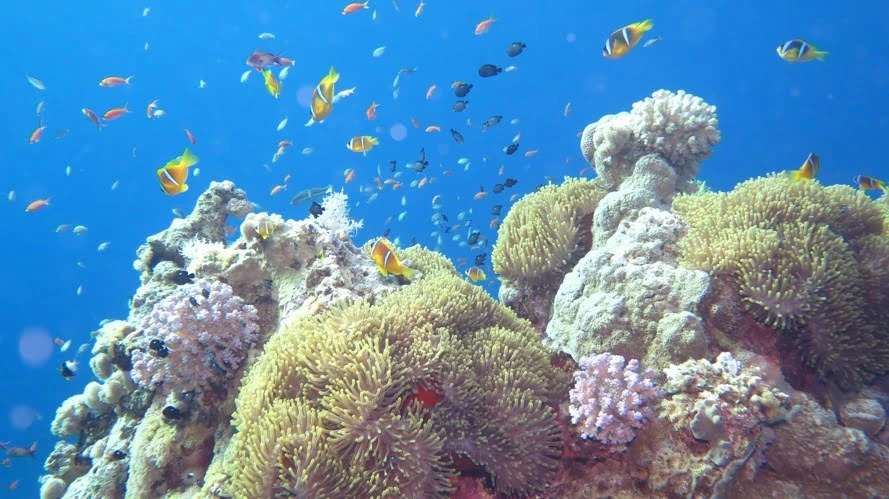 Exploring Fury Shoals & Daedalus Reef